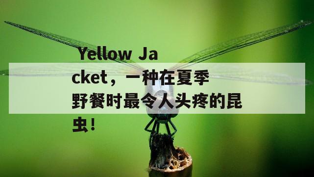  Yellow Jacket，一种在夏季野餐时最令人头疼的昆虫！